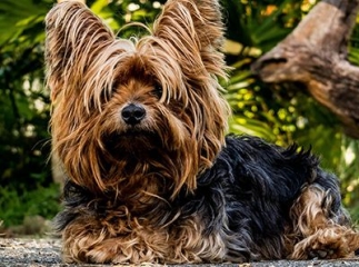 Yorkshire terrier
